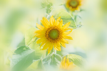 ヒマワリの花　夏イメージ