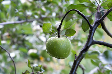 Green apple close up hanging on the branch of the tree after rain.