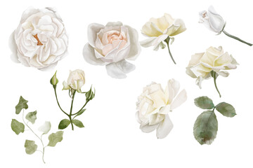 Set of watercolor white roses on isolated background