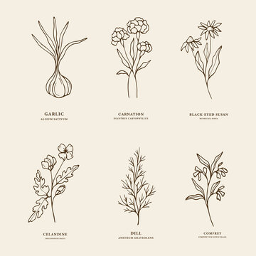 Hand drawn essential oil plants. Sketch garlic, carnation, black-eyed susan, celandine, dill, comfrey