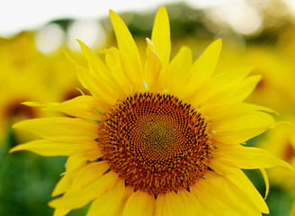 Deficit of sunflower oil in the world. Sunflower field. Sunflower bloom in summer.