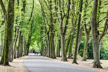 Münster, Germany, July 29, 2022: tall and shady trees growing in four rows along the green...
