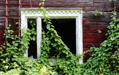Nature takes over old abandoned farm house at Finnish countryside. 