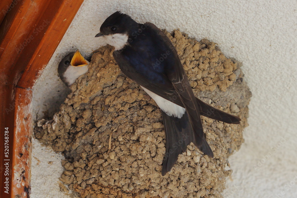 Wall mural The common house martin (Delichon urbicum), northern house martin, and house martin feeding young chick in the nest