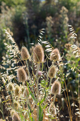 Dipsacus fullonum or venus bath, natural plant of the northern hemisphere.