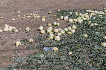 Obraz premium low-quality, low-grade, abandoned pile of cabbage lying on a farmer's field. Livestock feed