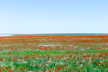 wild poppy flower on the field against the blue sky