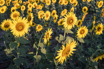 Sunflowers in a large crop field in southern Spain