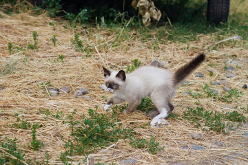 Playful white Siamese kitten runs on the grass in the yard of the house on the lawn