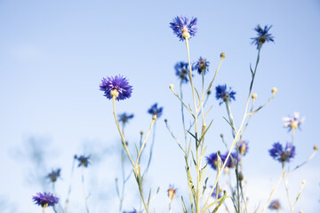 Fototapeta premium Cornflowers close-up against a blue sky. Natural background, selective focus