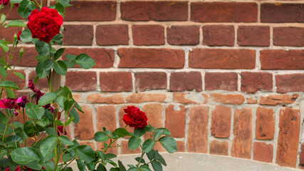 A red rose on a bush against the background of an orange antique brick wall