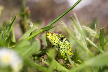 Sand lizard, lacerta agilis. A beautiful male Sand Lizard (Lacerta Agilis) hunting in the undergrowth for food.