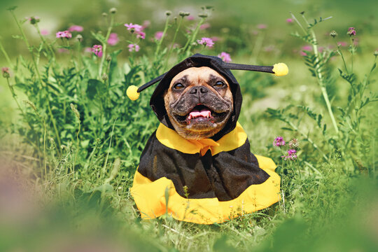 Cute happy French Bulldog dog in poncho bee costume between flowers