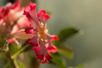 Blooming Adenium flower close-up. Adenium somalense. The succulent is blooming.