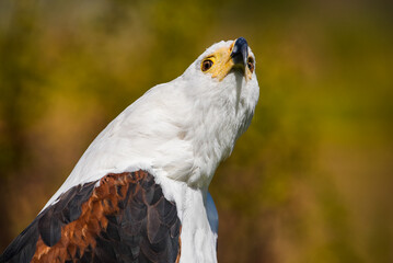 Medium close-up of the head of an African fish-eagle looking towards the camera showing its beautiful white feathers.
