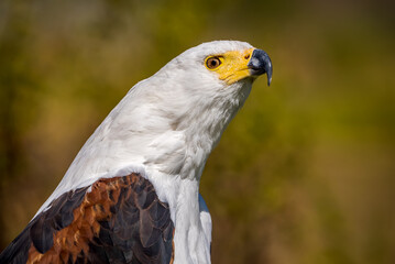 Side view of an African fish eagle showing its beautiful white throat feathers and hooked beak.