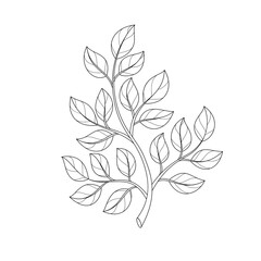 Branch, leaves, plant. Floral design elements. Vector illustration.
