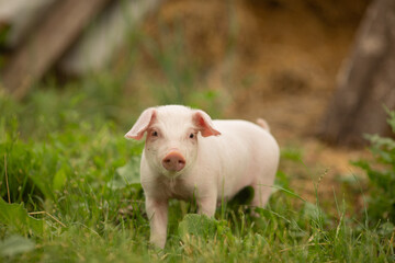 cutie and funny young pig is standing on the green grass. Happy piglet on the meadow, small piglet in the farm posing on camera on family farm. Regular day on the farm