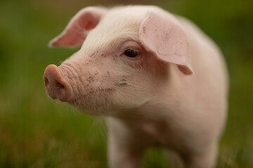 cutie and funny young pig is standing on the green grass. Happy piglet on the meadow, small piglet in the farm posing on camera on family farm. Regular day on the farm