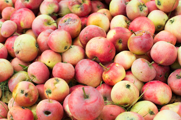 picking apples in the garden