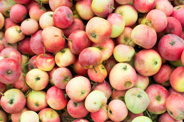 picking apples in the garden