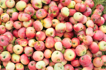 picking apples in the garden