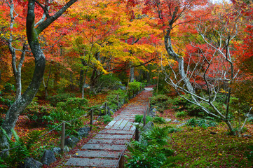 Fototapeta na wymiar 錦秋の京都市宝筺院の庭園がもみじで美しい