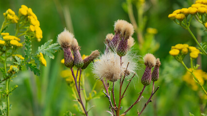Nature, Beautiful landscape. Flowers, ponds.