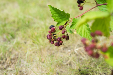 blackberry on a bush in the garden