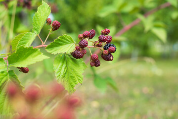 blackberry on a bush in the garden