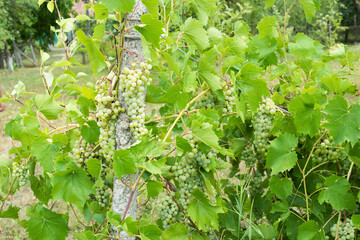 white grapes grow on the bush