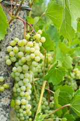 white grapes grow on the bush
