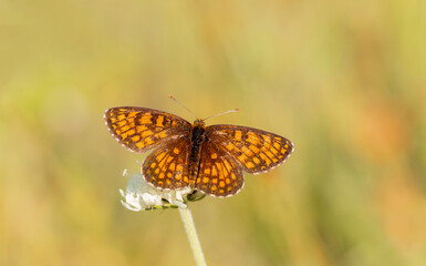 Amannisa (Melitaea athalia) feeding on plants