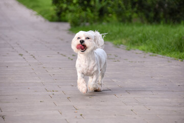 Joyful Maltese dog runs along the path in the park against the background of green grass