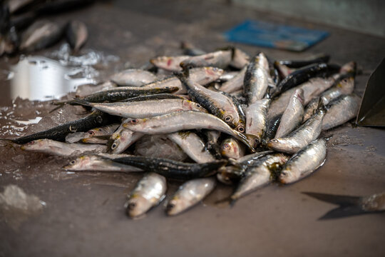 Close-up of sardines at a fish market in Portugal. High quality photo