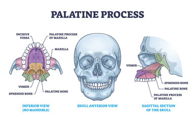 Palatine process section anatomy with maxilla structure outline diagram. Labeled educational facial skeletal bone description with incisive fossa, vomer, sphenoid and palatine vector illustration. - obrazy, fototapety, plakaty