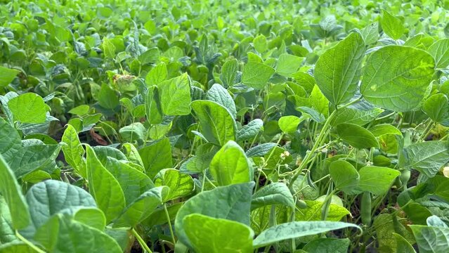 A field of organically pure green beans 