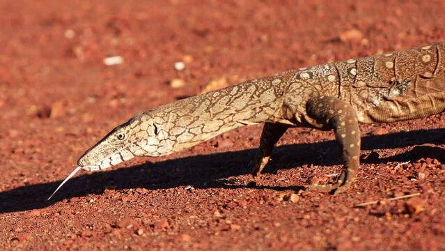 Closeup 4 K footage picture of colorful details of monster monitor lizard head, eye crawling on red dirtAustralia native wildlife animal reptiles on the red ground gravel isolated outback, Australia  