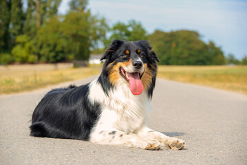 close-up portrait of a beautiful dog in nature