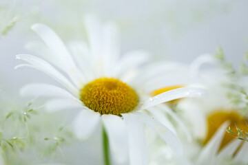 Obraz premium Daisy or chamomile flowers in bloom, wild bouquet with grass