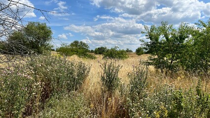 grass and sky