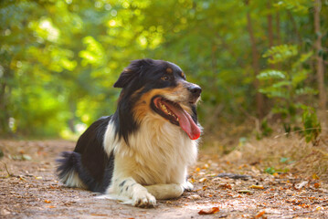 beautiful border collie dog walks in nature and follows the commands of the owner
