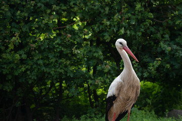 European white stork (Ciconia ciconia) © steven