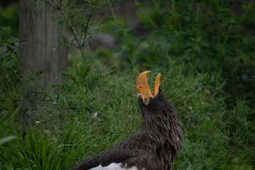 Stellars sea eagle (Haliaeetus pelagicus) angrily calling out
