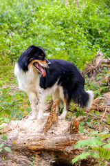 close-up portrait of a beautiful dog in nature