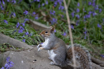 squirrel eating nut