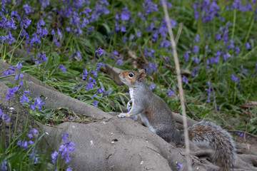 Squirrel pondering life