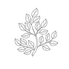 Branch, leaves, plant. Floral design elements. Vector illustration.