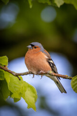 Chaffinch in tree wales
