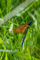 Dragon fly/damsel fly in the wild